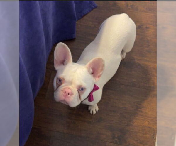 Medium Photo #3 French Bulldog Puppy For Sale in St. Louis Park, MN, USA