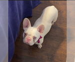 Small #2 French Bulldog