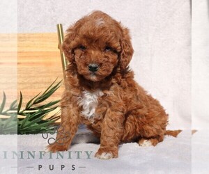 Goldendoodle (Miniature) Puppy for sale in EPHRATA, PA, USA