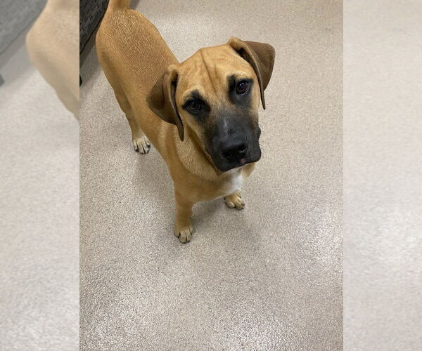 Medium Photo #2 Mutt Puppy For Sale in Elmsford, NY, USA