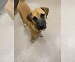 Small #1 Mutt
