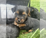 Puppy Mitt Yorkshire Terrier