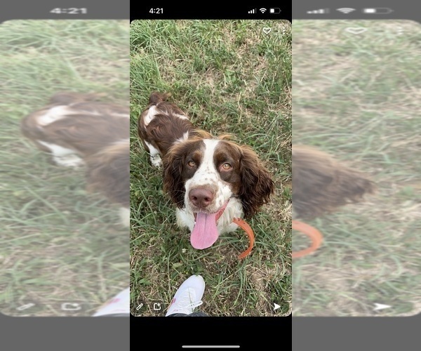 Medium Photo #1 English Springer Spaniel Puppy For Sale in CANFIELD, OH, USA
