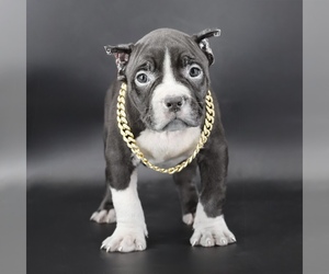 American Bully Puppy for sale in CHAMPAIGN, IL, USA