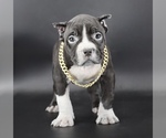 Small American Bully