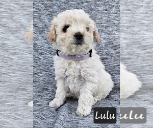 Maltese Puppy for sale in BEACH CITY, OH, USA