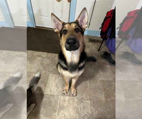 Medium Photo #1 German Shepherd Dog-Siberian Husky Mix Puppy For Sale in CLYDE, NY, USA