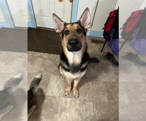 Father of the German Shepherd Dog-Siberian Husky Mix puppies born on 04/21/2025