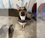 Small Photo #1 German Shepherd Dog-Siberian Husky Mix Puppy For Sale in CLYDE, NY, USA