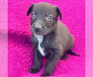 Labrador Retriever-Unknown Mix Dogs for adoption in San Diego, CA, USA