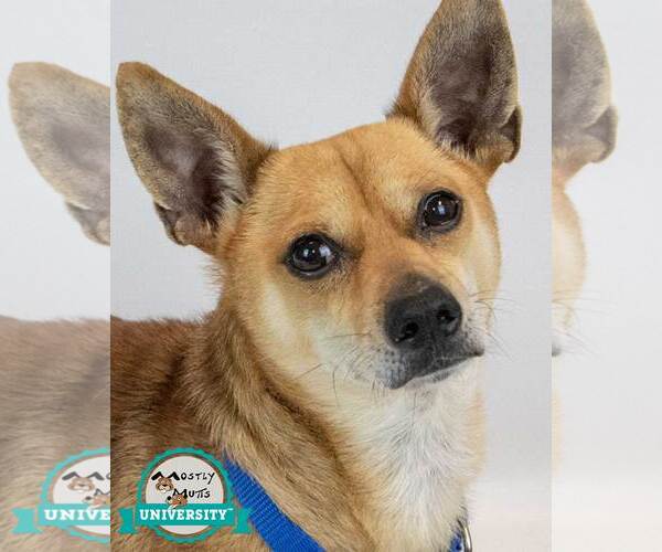 Medium Photo #1 Chihuahua-Unknown Mix Puppy For Sale in Kennesaw, GA, USA