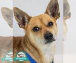 Small Chihuahua Mix