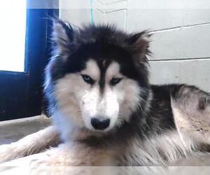 Alaskan Malamute-Unknown Mix Dogs for adoption in Tulsa, OK, USA