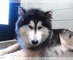 Small Alaskan Malamute Mix