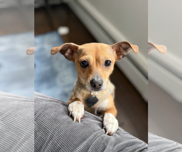 Medium Photo #11 Chihuahua-Unknown Mix Puppy For Sale in Oakhurst, NJ, USA