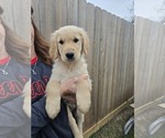 Puppy Yellow Golden Retriever