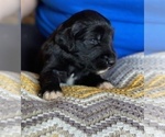 Small Photo #8 Goldendoodle Puppy For Sale in DANIELSVILLE, GA, USA