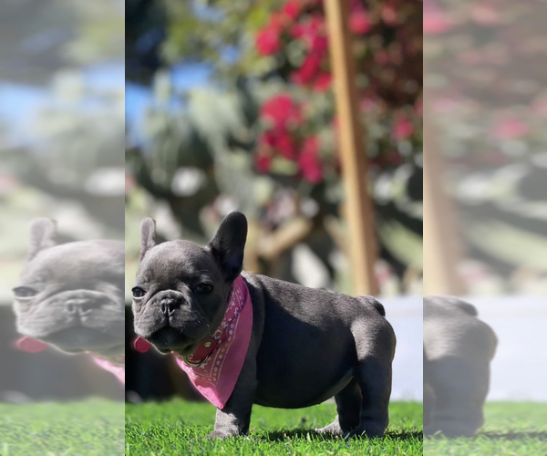 Medium Photo #2 French Bulldog Puppy For Sale in LOS ANGELES, CA, USA