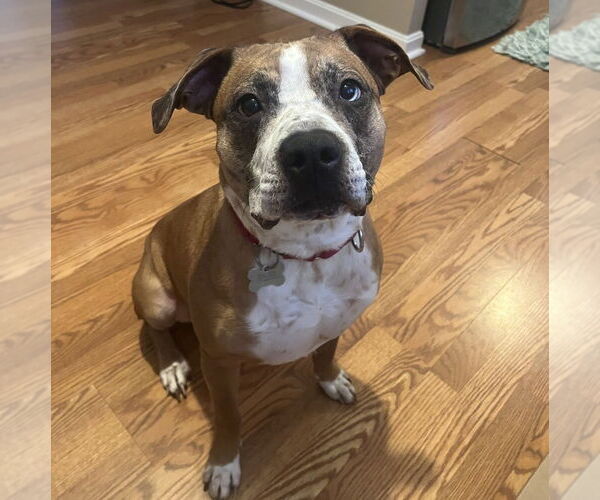 Medium Photo #11 Boxer-Unknown Mix Puppy For Sale in Boston, MA, USA