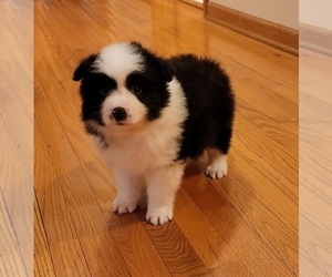 Border Collie Puppy for sale in NORRIS CITY, IL, USA