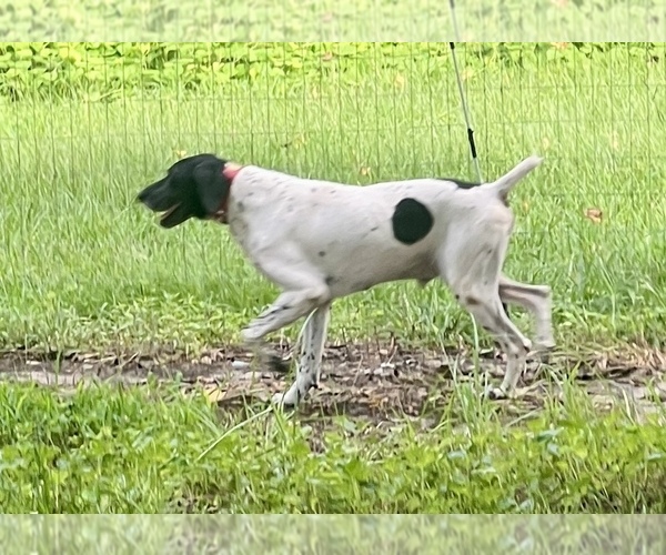 Medium Photo #1 German Shorthaired Pointer Puppy For Sale in WARSAW, NC, USA
