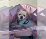 Small #3 Pomeranian