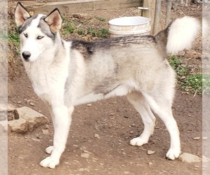 Siberian Husky Puppy for sale in SANDY HOOK, KY, USA