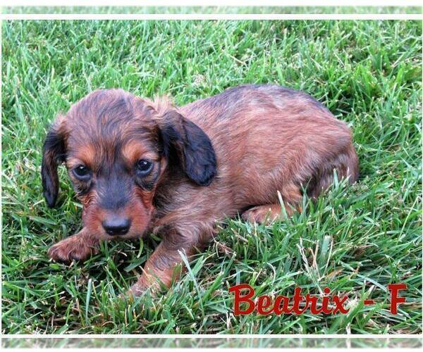 Medium Photo #2 Dachshund Puppy For Sale in NEW HOLLAND, PA, USA
