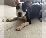 Small #2 Bullboxer Pit