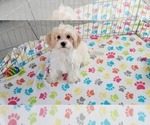 Small Photo #6 Cavachon Puppy For Sale in ORO VALLEY, AZ, USA