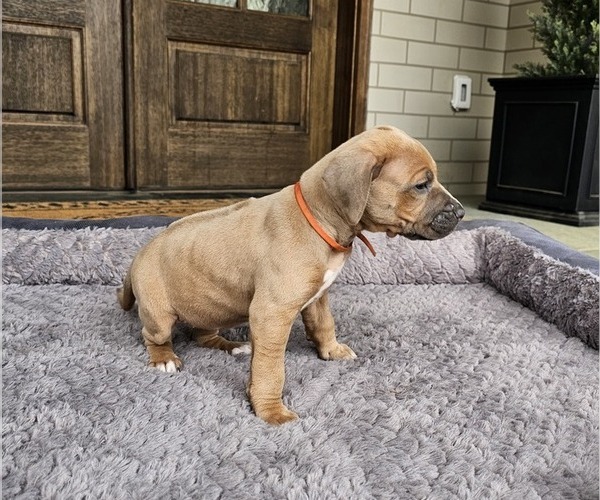 Medium Photo #4 Rhodesian Ridgeback Puppy For Sale in BUMPASS, VA, USA