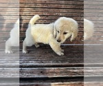 Small Photo #33 Goldendoodle Puppy For Sale in PENSACOLA, FL, USA