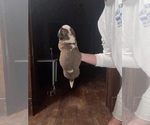Small #1 Saint Bernard