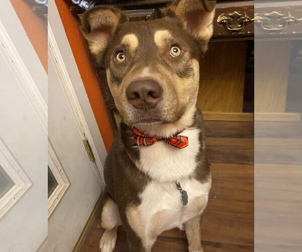Medium Photo #2 Siberian Husky-Unknown Mix Puppy For Sale in Cedar Crest, NM, USA
