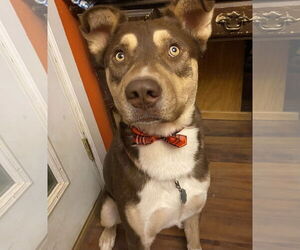 Mowgli - Male Siberian Husky-Unknown Mix Dog for Adoption - Photo #2