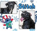Small #1 American Pit Bull Terrier