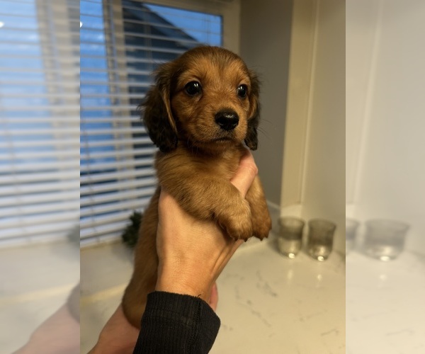 Medium Photo #1 Dachshund Puppy For Sale in SAN DIEGO, CA, USA