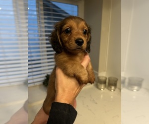 Dachshund Puppy for sale in SAN DIEGO, CA, USA