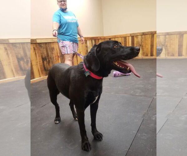 Medium Photo #4 Labrador Retriever Puppy For Sale in Thomasville, NC, USA