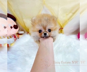 Pomeranian Puppy for sale in ASTORIA, NY, USA