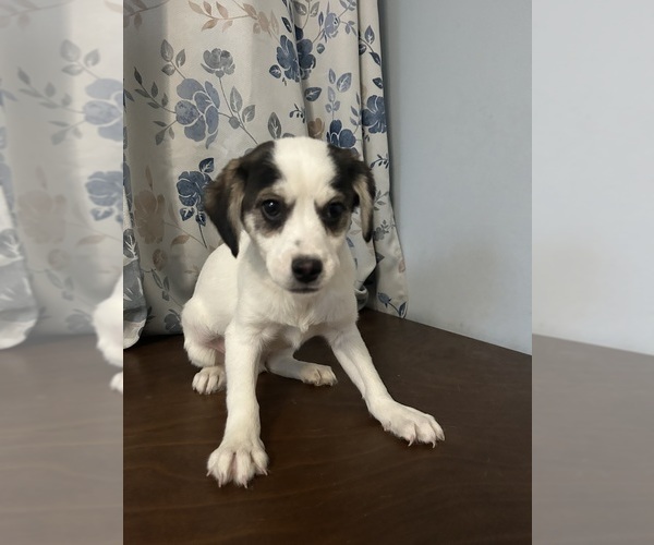 Medium Photo #12 Cockapoo (Miniature) Puppy For Sale in DURHAM, CT, USA