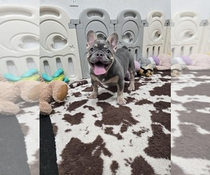 French Bulldog Puppy for sale in NORTH PORT, FL, USA