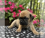 Small #4 Puggle