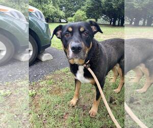 Eurasier-Unknown Mix Dogs for adoption in Front Royal, VA, USA