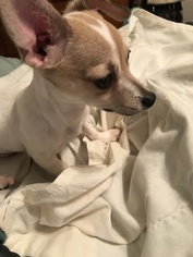 Chihuahua Puppy for sale in SAVANNAH, GA, USA