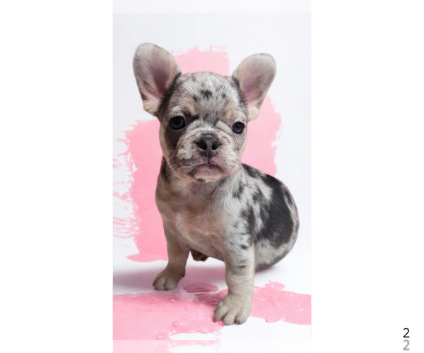 Medium Photo #19 French Bulldog Puppy For Sale in LAKE WALES, FL, USA
