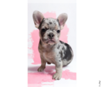 Small Photo #19 French Bulldog Puppy For Sale in LAKE WALES, FL, USA