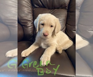 Labradoodle Puppy for sale in WILBURTON, OK, USA