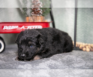 Medium German Shepherd Dog