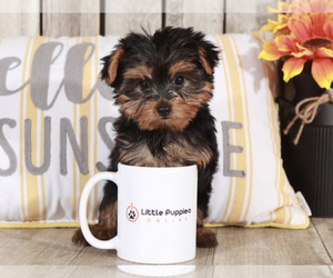 Yorkshire Terrier Puppy for sale in MOUNT VERNON, OH, USA